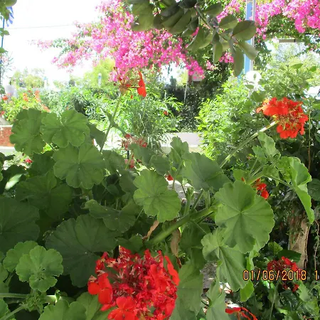 Tassos פליראקי